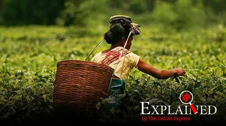 assam, assam tea, assam tea cost, assam tea price, assam tea trade, tea auction, tea leaves, india tea production, coonoor, golden butterfly, guwahati, guwahati tea, indian express news