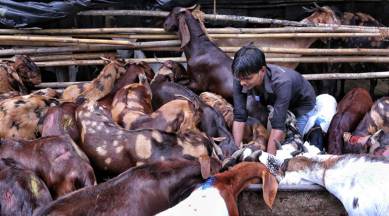 Bakri Eid, Bakri Eid animal slaughter, Bakri Eid Ahmedabad, Ahmedabad animal slaughter, Ahmedabad news, city news, Indian Express