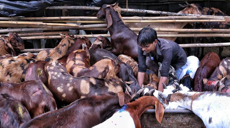 Mumbai, Mumbai news, Mumbai police, Cattle theft Mumbai, Bar coded cattle, Bakr-Eid, Indian Express