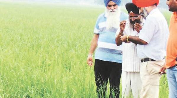 Punjab Agriculture Department, pesticides in basmati, basmati pesticides restricted, punjab farmers, punjab rice fields, express explained