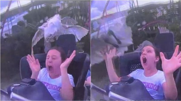bird hit girl on roller coaster, bird roller coaster video, viral news, viral videos, indian express