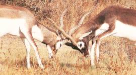 blackbuck, blackbucks in gujarat, vehicles banned, vehicle movement banned, blackbuck national park rajkot, gujarat news, indian express news