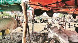 Beed and Osmanabad districts fodder camps, Beed and Osmanabad districts animals, mumbai animals fodder camps, mumbai animal shelters, mumbai news