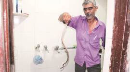 Chandigarh Rain pushes snakes into residences, Chandigarh wildlife dept’s helpline keeps ringing