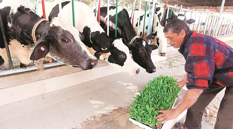aadhar for cattle, aadhar for cows, aadhar for buffaloes, aadhar card for cows, aadhar, UID for cattle, UID for buffaloes