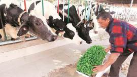 Latest count is in: Desi cattle numbers continue to go downhill