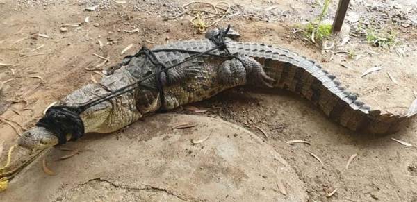 Satara: Men out crab-fishing run into 8-foot crocodile 