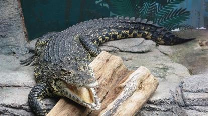 https://images.indianexpress.com/2019/08/crocodile-759-1.jpg?w=414