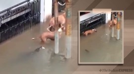 gujarat rains crocodile video, gujarat crocodile in roads, gujarat weather, gujarat weather today, gujarat rains, vadodara, vadodara rains, vadodara rains latest news, Trending, Indian Express