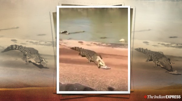 hungry crocodile, hungry crocodile viral video, , hungry crocodile eats fish viral video, trending, indian express, indian express news