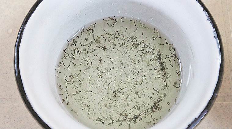 dengue, dengue chandigarh, chandigarh dengue, chandigarh dengue cases, dengue cases in chandigarh, dengue cases, dengue season, chandigarh news, city news, Indian Express