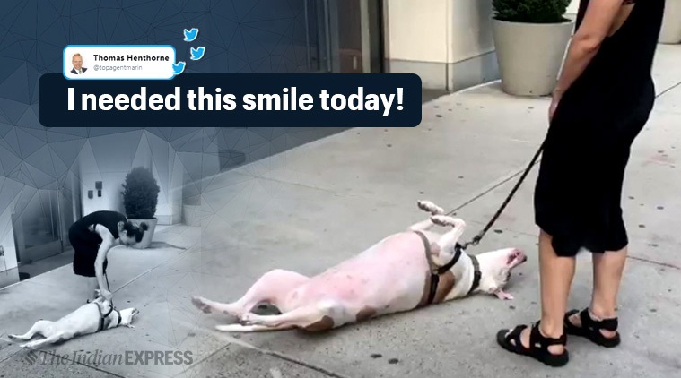 dog, dog video, dog refuses to walk, us shooting, cute dog videos, viral dog videos, indian express