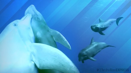 Bottlenose dolphin adopts melon head whale, Dolphin adopts, Dolphin adopts whale calf, unusual dolphin adoption, National Georapghic, cross genus-adoption, Trending, Indian Express