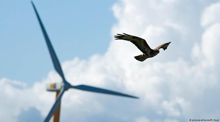 climate protection vs. nature protection, climate protection, nature protection, wind farms, wind turbines, world news