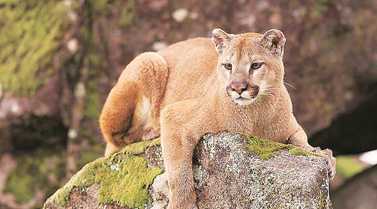 This word means: Coprolite