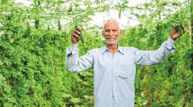 india farmers, farmer crisis, agriculture sector, agriculture India, agriculture land, farmers income, Modi farmers income, paddy crop, soil helath card, Indian farners, farmners crisis, indian express