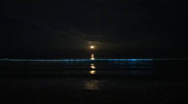 Bioluminescence, Chennai Beach
