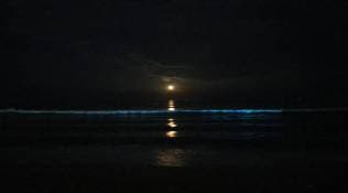 Bioluminescence, Chennai beach