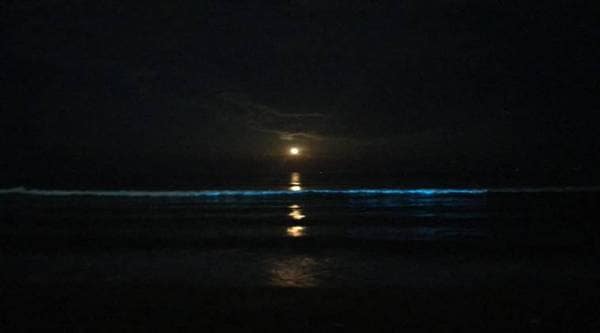 Bioluminescence, Chennai beach