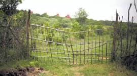 Forest encroachment, forest land, India forest cover, forest land encroachment, encroachment, supreme court, Forest Survey of India, Indian express