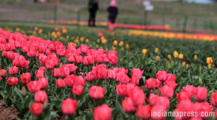 mumbai public gardens, mumbai bmc public gardens, mumbai public gardens maintenance, indian express news
