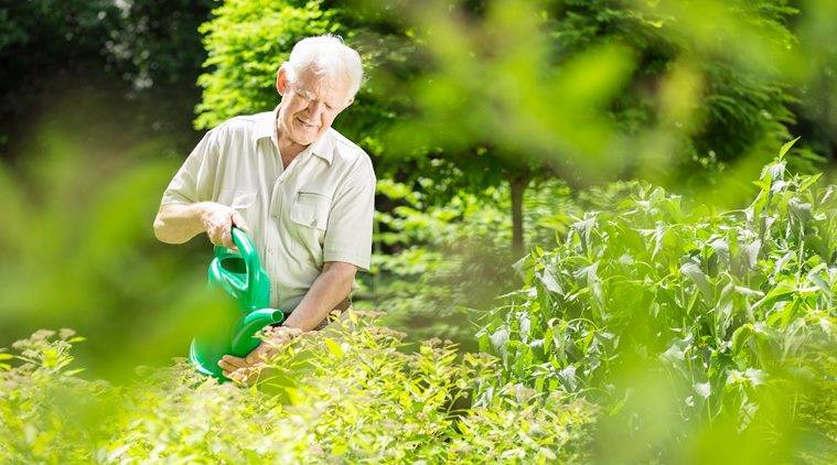 how to use RO water, gardening, gardening with RO water, indian express