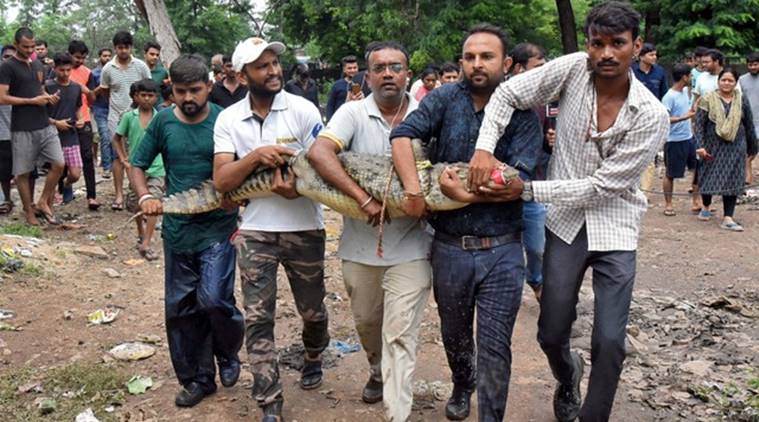 Floods bring crocodiles to Vadodara streets, seven rescued | India News ...