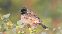 Bulbul, bird, alarm clock, Indian Express, Indian Express news
