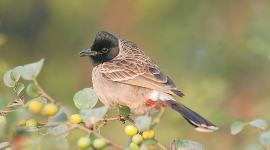 Bulbul, bird, alarm clock, Indian Express, Indian Express news