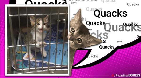 cat quacks, cat quacks viral video, kitten quacks viral video, kitten makes quacking sound, twitter reactions, viral cat videos, trending, indian express, indian express news