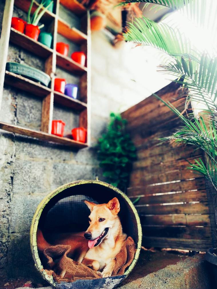Chenthu Mohan dogs