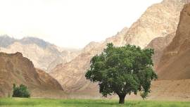 leh, india, pakistan, india pakistan border, turtuk village, debashish borah, photographer debashish borah, photos, the land with pakistani trees, photo exhibition pune, artists, indian express news