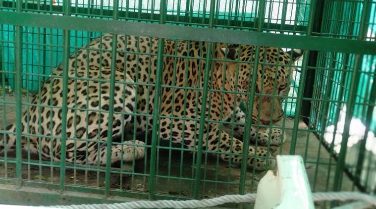 Gurgaon news, Delhi city news, Gurgaon leopard, Gurgaon Badshahpur leopard, leopard forest department gurgaon, indian express