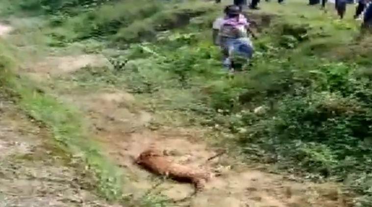 west bengal leopard attack, Alipurduar leopard attack viral video, Alipurduar man attacked by leopard, west bengal news, kolkata city news