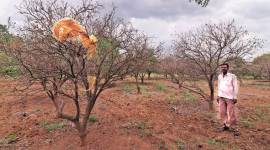 Maharashtra rains, Maharashtra villages drought, Maharashtra monsoon, Maharashtra floods, maharashtra news