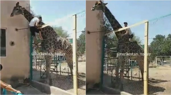 man rides on giraffe, drunk man sits on giraffe, viral video, indian express, animal abuse in zoo,