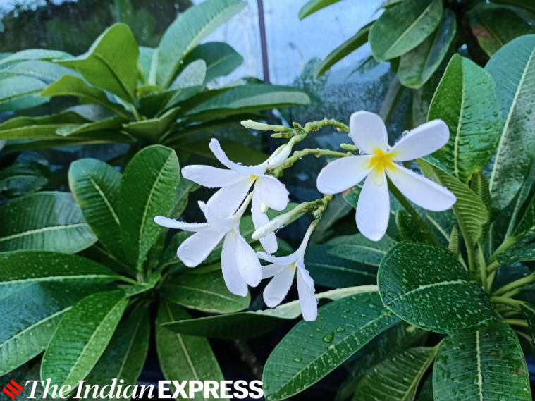 Oppo A9 review, Oppo A9 price, Oppo A9 price in India, Oppo A9 specifications, Oppo A9 design and display, Oppo A9 performance, Oppo A9 software, Oppo A9 battery, Oppo A9 camera performance, Oppo A9 smartphone, Oppo A9 verdict, debashish pachal indian express, express tech, express technology, express techie