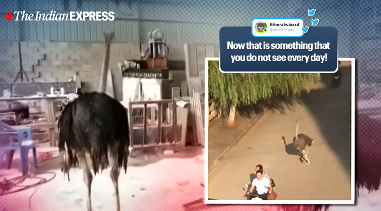 ostrich on a loose china viral video, ostrich escapes runs streets china viral video, twitter reactions