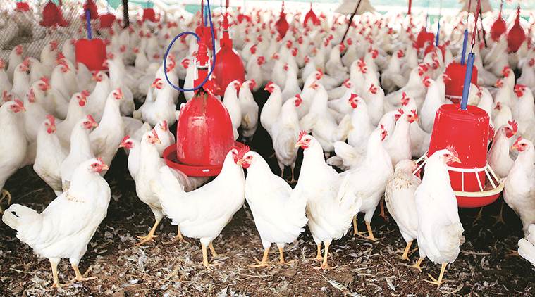 Kerala Bird Flu, Bird Flu in Kerala, Kerala Kozhikode Bird Flu, Indian Express news