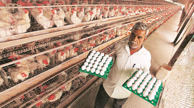 agriculture poultry, include poultry in agriculture, poultry farmers, poultry income tax, poultry farmers benefits, indian express news