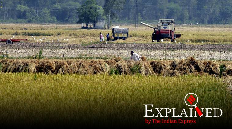Explained: Why kurki ban on farm land is not working in Punjab villages