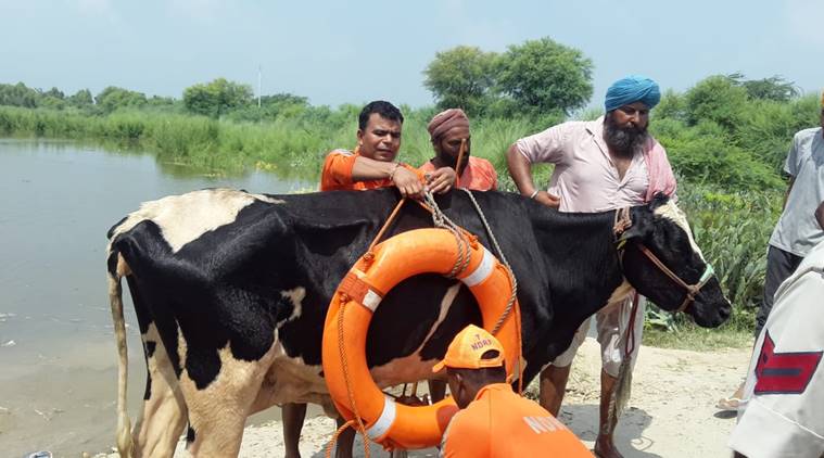 Punjab floods, NDRF rescue team, jalandhar, Ludhiana, rescue of animals, animal rescue team, flood affected animals, ludhiana news, Punjab news, indian express