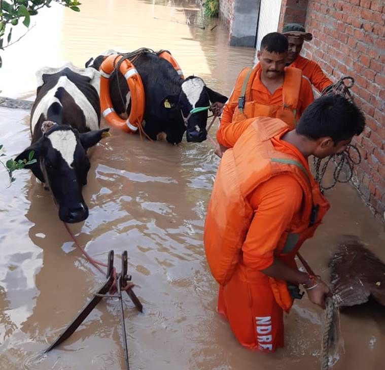 Punjab floods, NDRF rescue team, jalandhar, Ludhiana, rescue of animals, animal rescue team, flood affected animals, ludhiana news, Punjab news, indian express