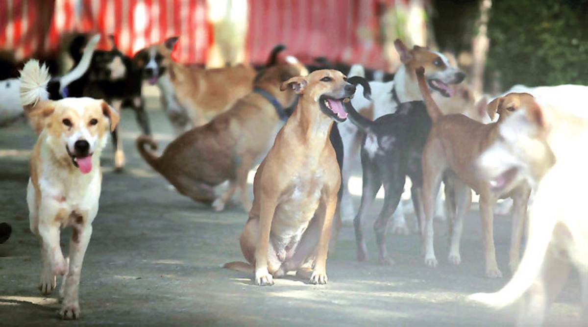 no of injections for dog bite