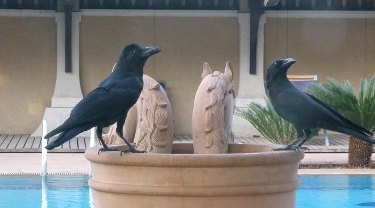 bird watcher, crows, bird watcher, crows, down in jungleland, ranjit lal, indian express, indian express news