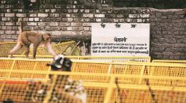 Ravidas temple demolition, Ravidas temple demolition protest, Ravidas temple Tughlakabad, Ravidas temple dalit protests, delhi city news