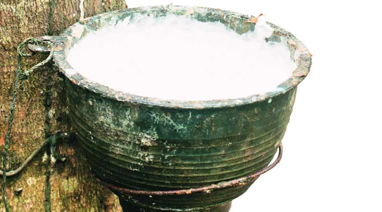 largest rubber producing state in india