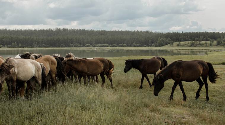 Russian land of permafrost and mammoths is thawing due to climate change