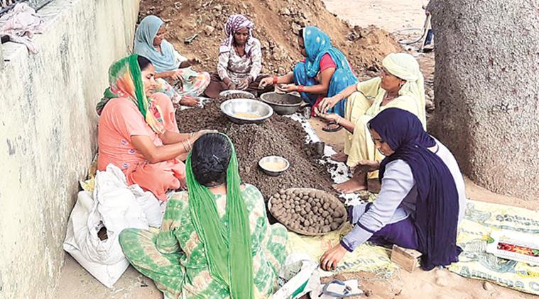 Punjab news, Punjab gree cover, seed balls punjab women group, punjab group seed balls, indian express, latest news