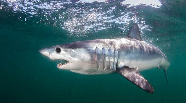 From sharks to saiga, nations agree to increase protection for endangered wildlife